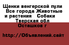 Щенки венгерской пули - Все города Животные и растения » Собаки   . Тверская обл.,Осташков г.